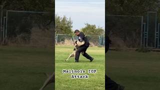 Malinois IGP Attack [upl. by Lepley]