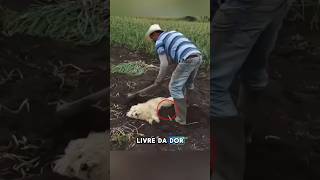 Ele ENTERROU seu CACHORRO VIVO cachorro pets amor animais viralvideo curiosidades shorts [upl. by Anjali]