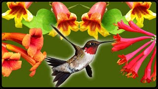 Hummingbirds Cant Resist These Native Vines [upl. by Pylle]