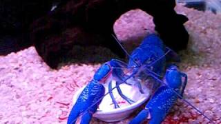 Cherax albidus Blue Pearl [upl. by Adeuga]