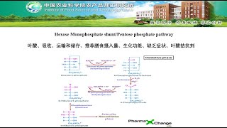 Pentose Phosphate Pathway Shunt [upl. by Swayne]