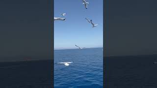 Flock of seagulls Greece [upl. by Natasha]