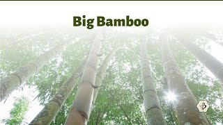 Big Bamboo Towering timber species [upl. by Kippy]