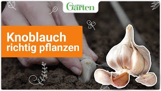 Knoblauch pflanzen So klappt der Anbau [upl. by Lucretia]