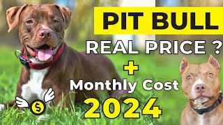 Pitbull Dog Price In India 2024  Price of Pitbull in india and Monthly Expenses [upl. by Giacinta]