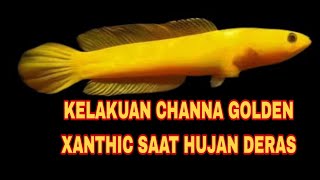 Mengintip channa golden xanthic saat hujan deras viralvideo [upl. by Betthezel950]