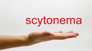 How to Pronounce scytonema  American English [upl. by Harleigh]