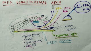 Medial Longitudinal Arch of Foot  TCML  The Charsi of Medical Literature [upl. by Naivaf297]