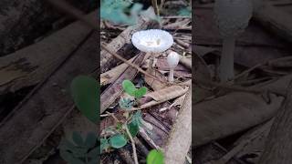 Cogumelo 🍄 Lepiota rubrotinctoides [upl. by Anaeda]