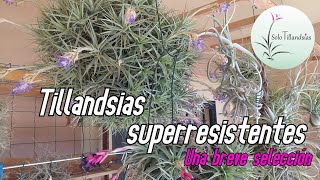 Tillandsias Superresistentes [upl. by Htez]