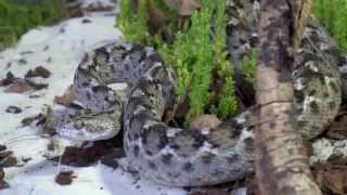 Les cinq serpents les plus dangereux du monde à Genève [upl. by Woodcock314]