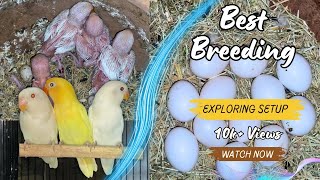 Albino Personata Successful Breeding Setup Aviary [upl. by Amlas]