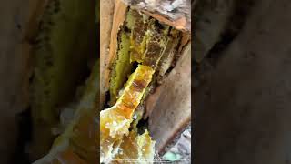 Saw Off A Piece Of Wood From Tree To Get Wild Honey Inside [upl. by Raamaj]