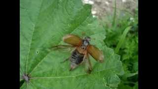 Melolontha melolontha  Feldmaikäfer  Cockchafer [upl. by Abocaj450]