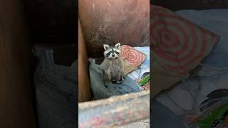 Helped out a raccoon Sound up racoons wildlife wildlifephotography nature racoon youtube [upl. by Baalman]