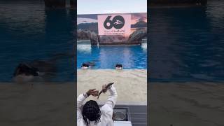 Soulja Boy throws a fish into Killer Whales mouth at Seaworld 🐠 [upl. by Notsob]