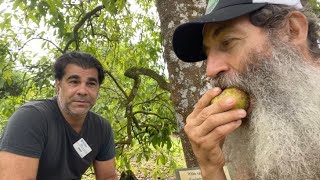 CAMPBELL WHITE SAPOTE AKA NATURES FLAN [upl. by Malda]