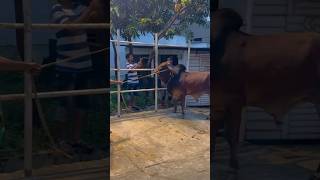 Brahman big bulls part 3 shorts animals cow foryou [upl. by Learrsi]