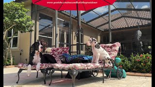 Happy Great Dane amp Harlequin Puppy Love Lounging Poolside in Florida [upl. by Aisatan]