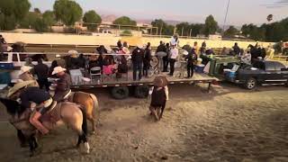 Coleadero perris ca 111624 rodeo [upl. by Weasner]