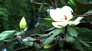 Magnolia grandiflora fragrant blossoms of perhaps the worlds favourite flowering tree [upl. by Annej837]