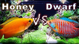 Honey Gourami vs Dwarf Gourami Which One is Right For You [upl. by Erdied230]