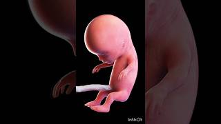 Human fetus 3d Animation biology 3dAnimationofhumanfetusembryodevelopmentshortembryogenesis [upl. by Deryl286]