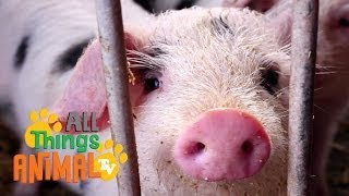 PIG   Animals For Kids  All Things Animal TV [upl. by Okemak]