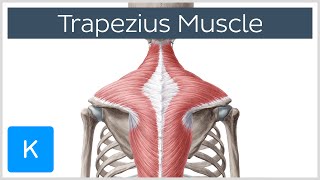 Trapezius Muscle  Origin Insertion Actions  Human Anatomy  Kenhub [upl. by Imaon285]