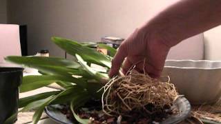 Repotting Miltonia [upl. by Ian]