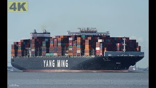 YM WREATH  Shipspotting Germany 🇩🇪 IMO 9708473  River Elbe near City Otterndorf  4K VIDEO [upl. by Malvin696]