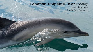 Common Dolphins off South East Cornwall  raw footage [upl. by Anelrihs979]