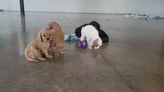 Cavapoo Puppies Playing [upl. by Shull]