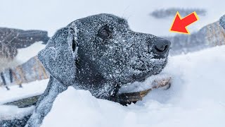 La pobre perrita giraba desesperadamente su cabeza en la fría nieve esperando ayuda del [upl. by Londoner288]