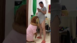 Honey what are you doing Big belly lucky woman record real life cute pet debut plan [upl. by Gentry881]