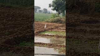 Koyal bogla khati harvesting viralvideo farming harvesting shorts [upl. by Accber]