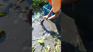 Polo fishing polo polofishing villagefishing fishing fishingvideo [upl. by Elleneg]