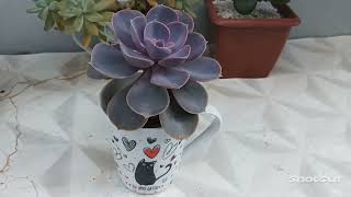 Echeveria Perle Von Nurnberg 💓💖💓Dicas Rápidas e Curiosidades 🤗 [upl. by Hsejar]