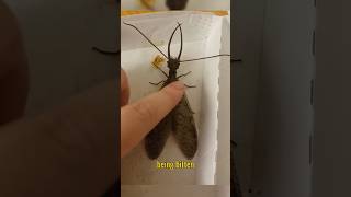 A fly the size of hand animals facts interesting fly insects [upl. by Scherle418]