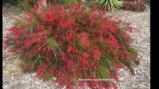 Russelia equisetiformis  Coral Fountain Firecracker Plant [upl. by Tremayne]