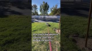 Leash pulling is a habit  Creating a NEW habit with Gertie dogmanners dogtraining leashwalking [upl. by Vevay]