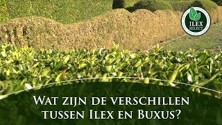 Wat zijn de belangrijkste verschillen tussen buxus en Ilex crenata [upl. by Hanoj]