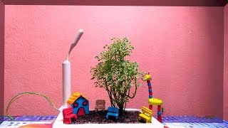 Variegated Aralia As Bonsai  Bonsai For Beginners  Aralia Plant with DIY Items [upl. by Hafirahs399]