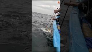 King Fish Caught Using Live Mackerel Fish as Bait fishing fishingvideo oceanfishing [upl. by Yonita813]