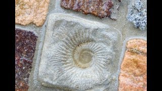 AliceART Gartenweg selber machen mit selbst gegossenen Steinen Garden Path with selfcasted Stones [upl. by Romaine]