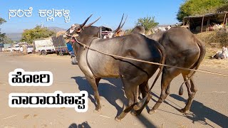 Hallikar stud bulls pair of Hori Narayanappa [upl. by Nolak647]