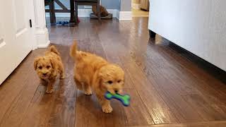 Mini Goldendoodle Puppies 2 litters [upl. by Gibbs]