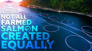 3MMI  Not All Farmed Salmon Are Created The Same The Future of Farmed Salmon [upl. by Beaumont]