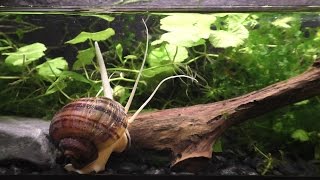 The Strange And Beautiful Mystery Snail [upl. by Eoj]