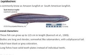 Dipnoi general characters and evolutionary significance [upl. by Yadnil]